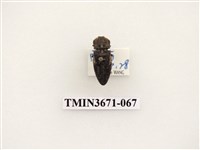 藏品(叩頭蟲(2))的圖片